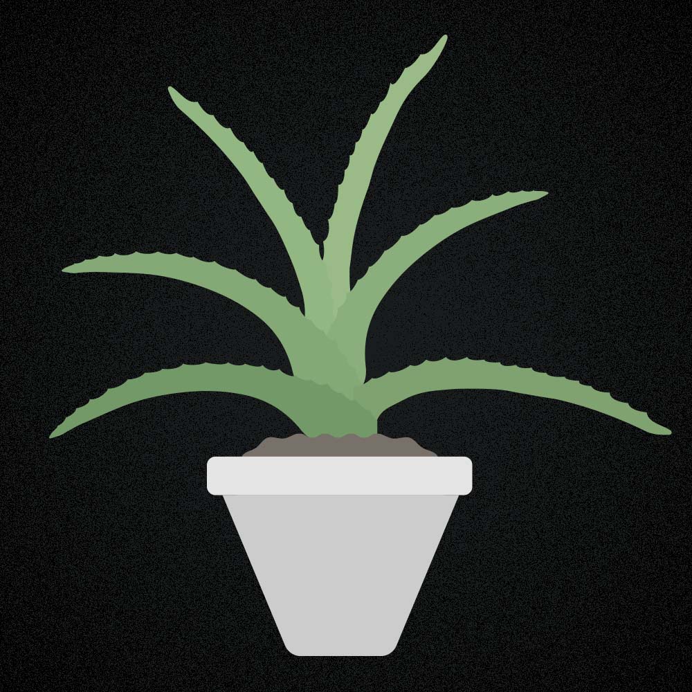 (Echte) Aloe vera: Pflege & Eigenschaften