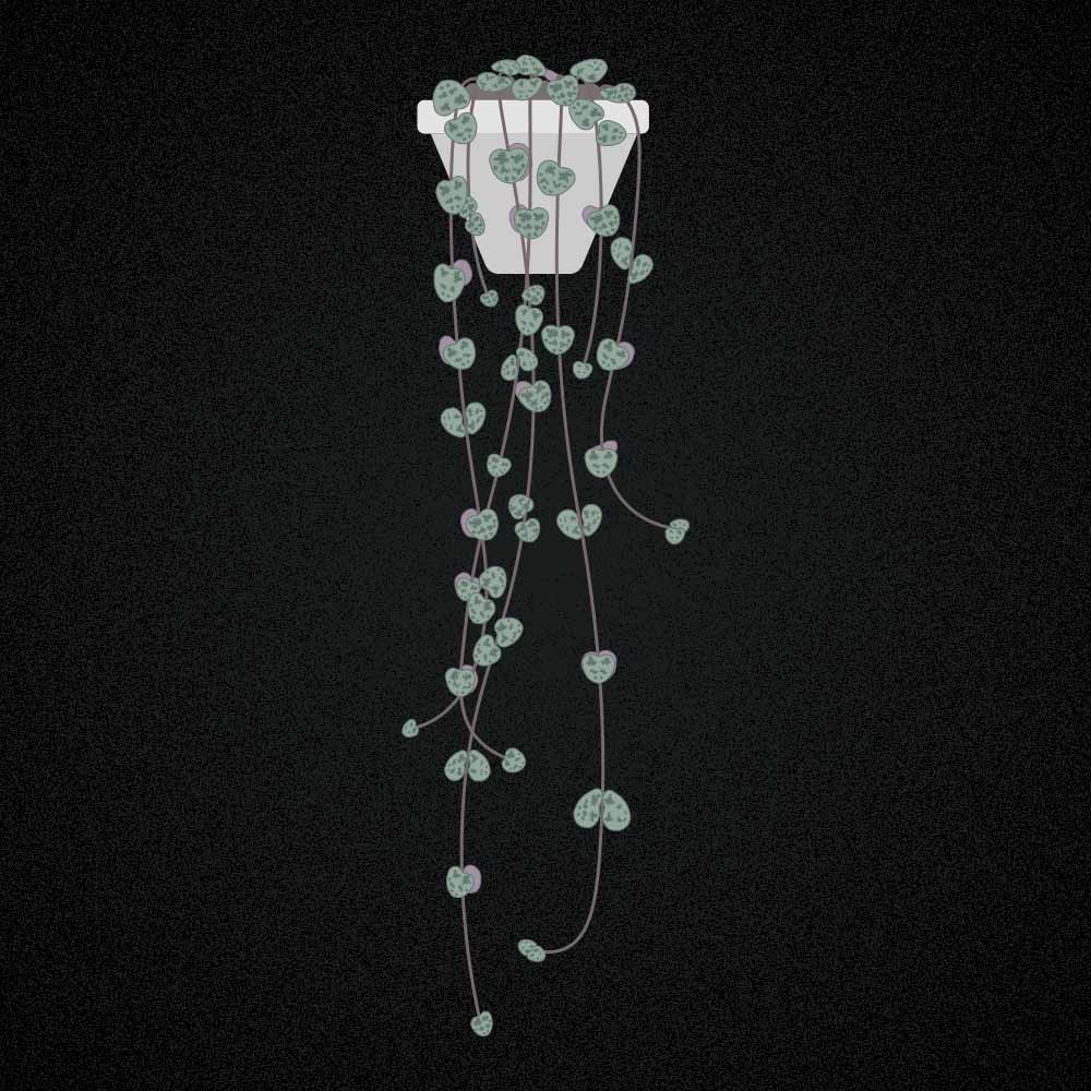 Leuchterblume: Pflege, Vermehrung & mehr