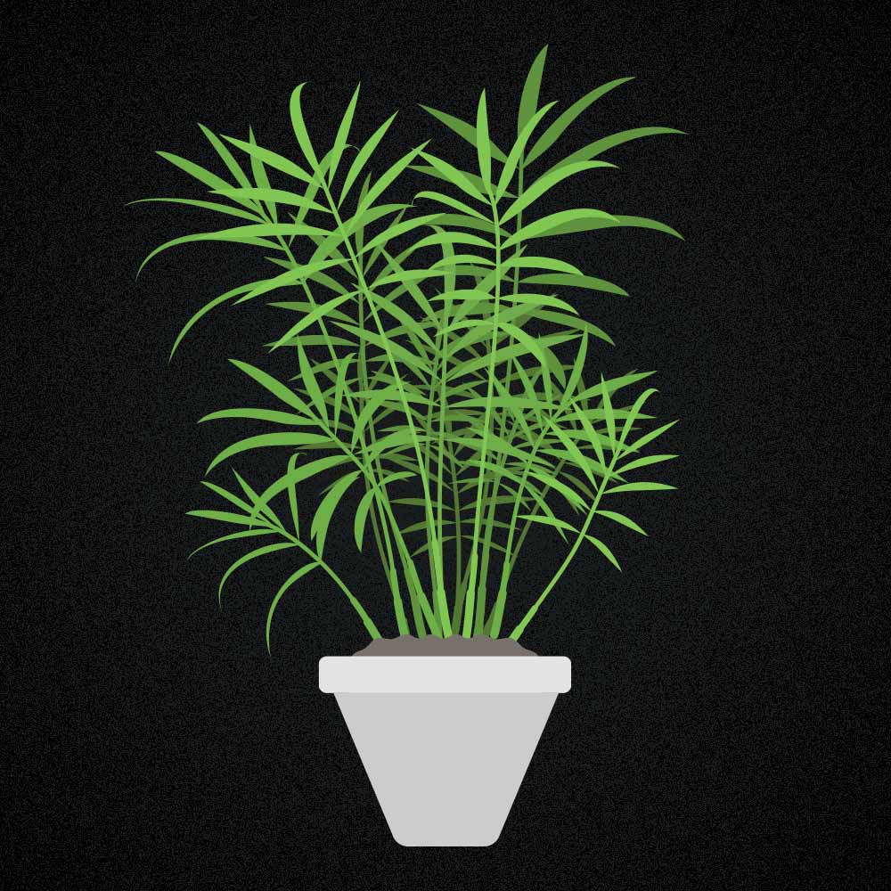 Bergpalme: Pflege, Standort