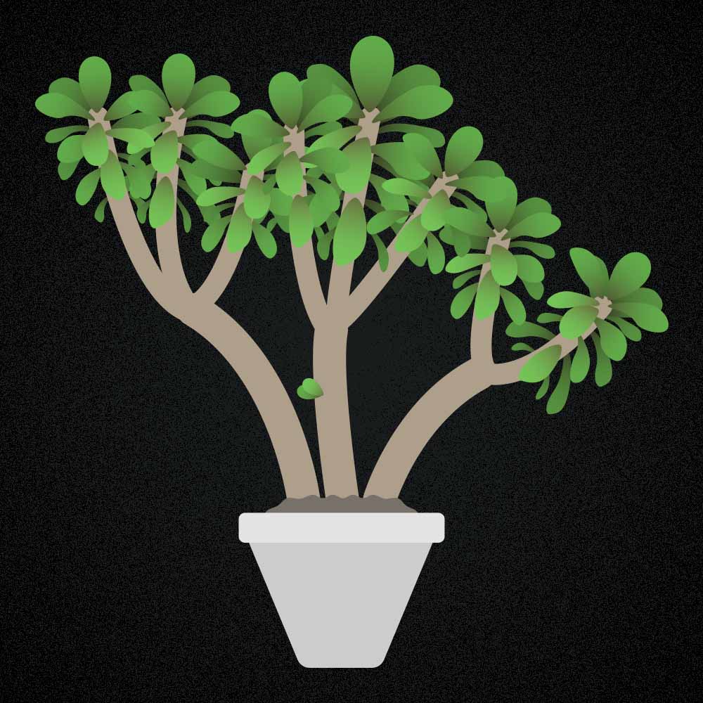 Geldbaum: Pflege, Vermehrung, Standort und mehr