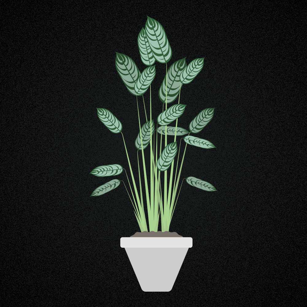 Pflege Ctenanthe setosa (Calathea Compactstar)