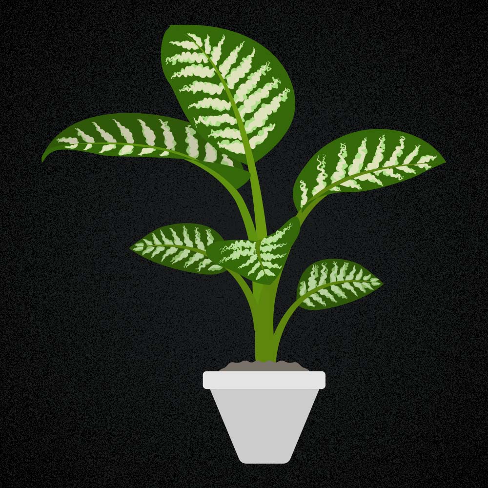 Dieffenbachia