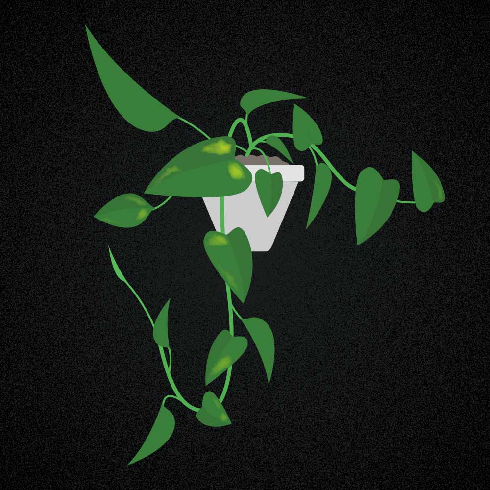 Epipremnum aureum