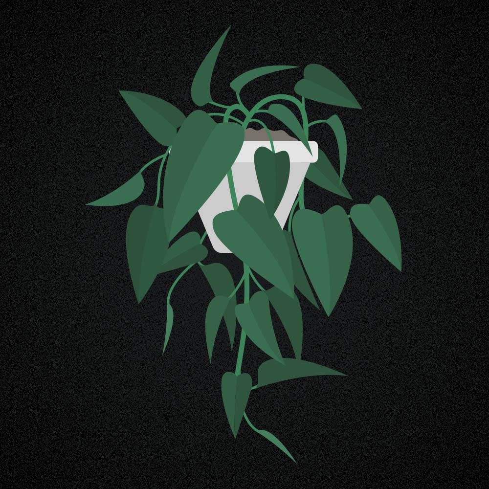 Epipremnum pinnatum: Pflege & Eigenschaften