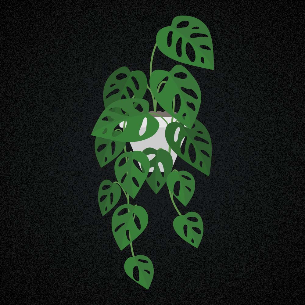 Monstera adansonii: Monkey Leaf pflegen
