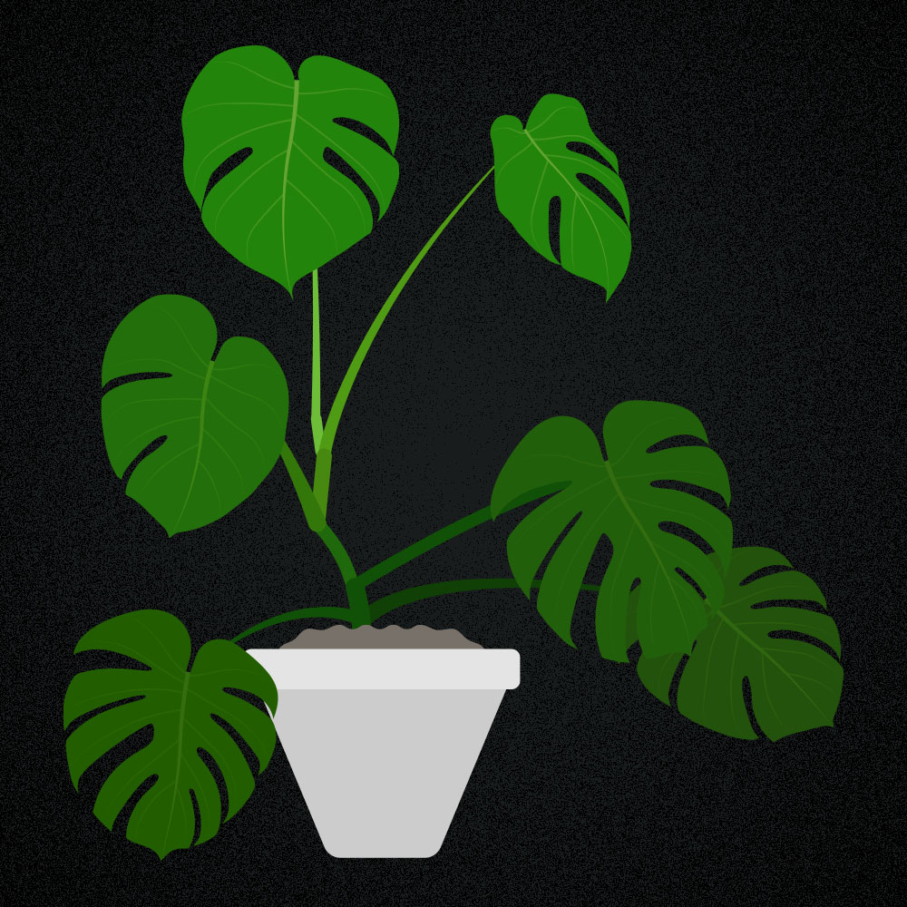 Monstera deliciosa