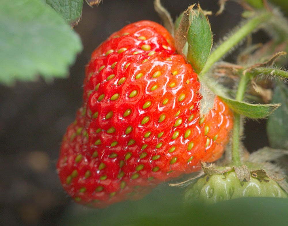 Erdbeeren pflanzen, pflegen und ernten