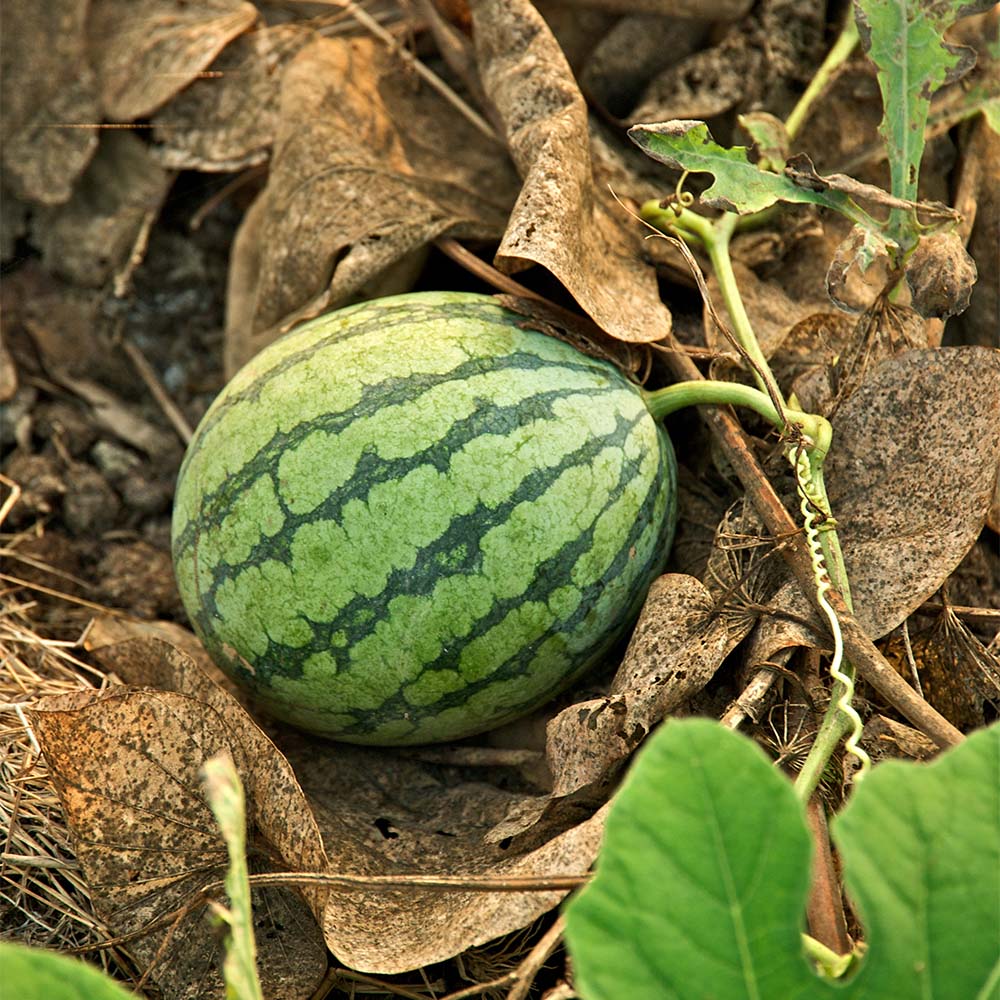 Wassermelone anbauen, pflegen & ernten