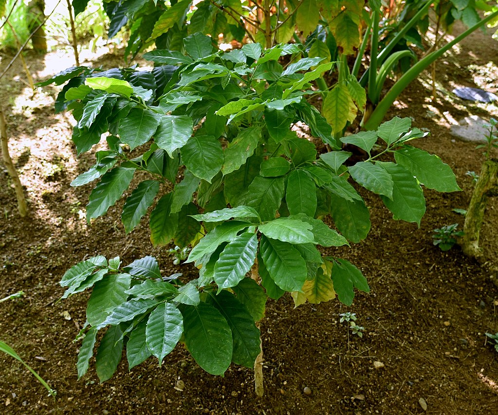 Kaffeepflanze: Coffea Arabica als Zimmerpflanze
