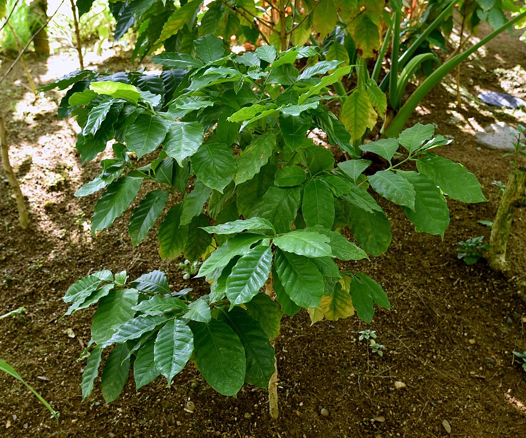 Coffea arabica pflegen