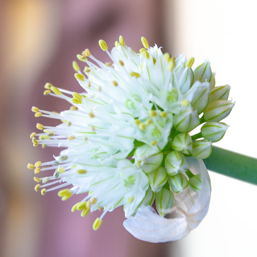 Blüte der Frühlingszwiebel