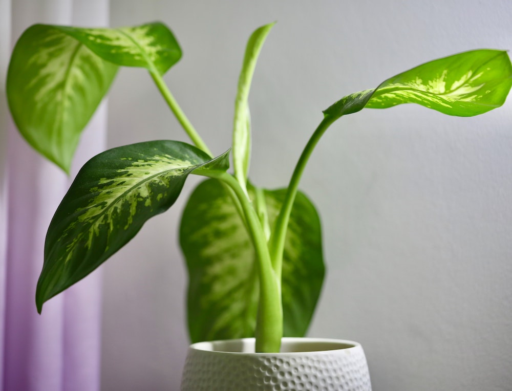 Dieffenbachia pflegen