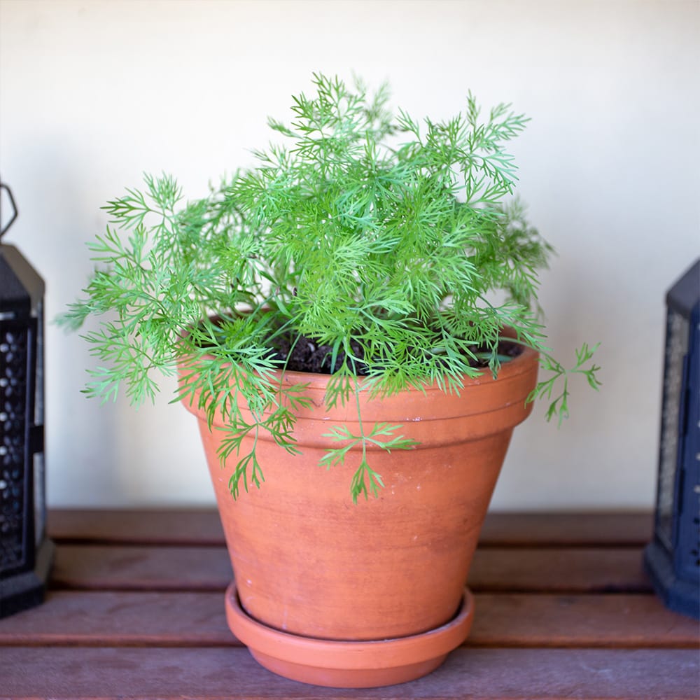 Anethum graveolens pflegen