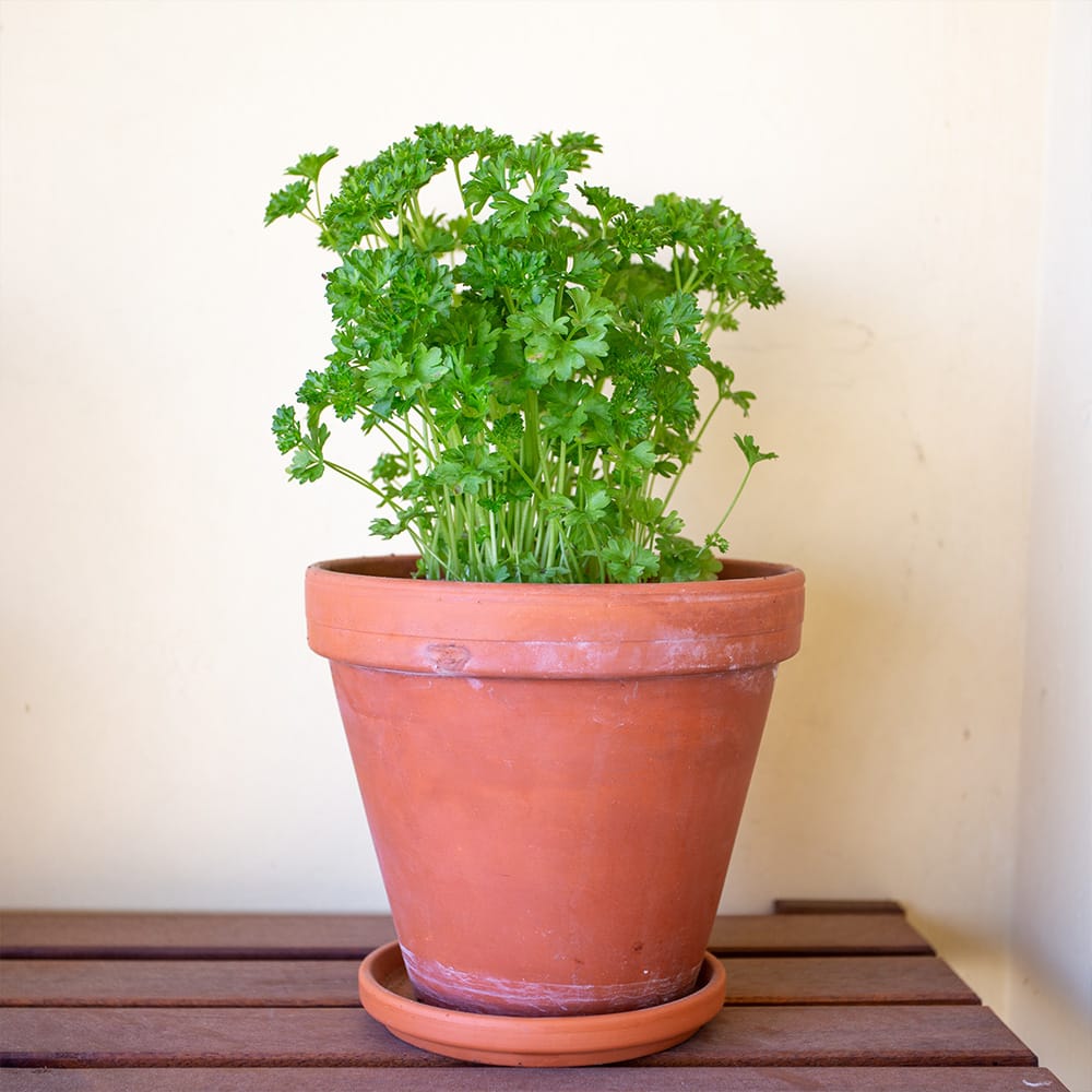 Petroselinum crispum pflegen