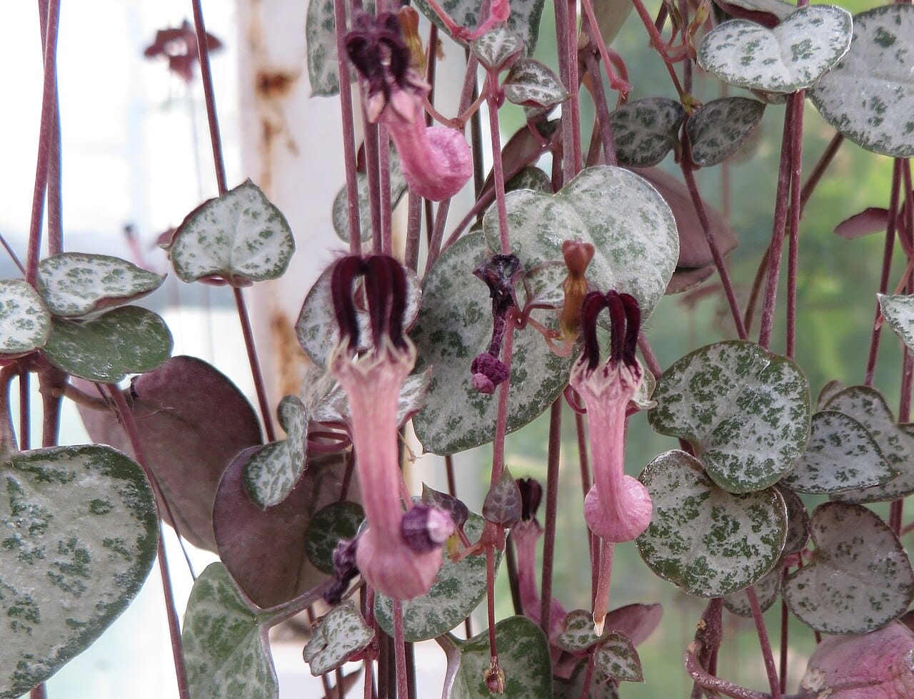 Rosafarbene Röhrenblüten der Leuchterblume mit dunkelvioletten Spitzen zwischen silbrig gemusterten Blättern