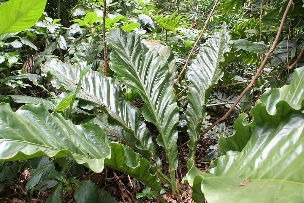 Anthurium schlechtendalii: Pflege & Eigenschaften