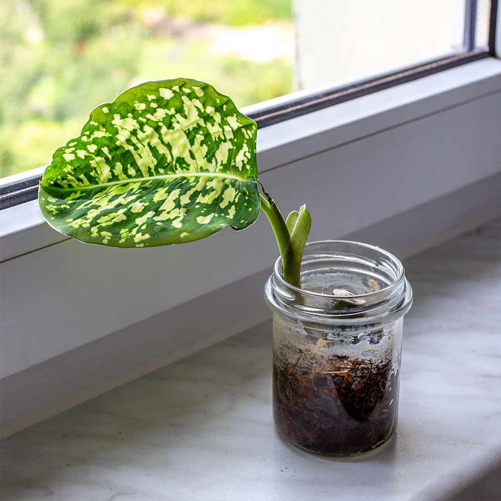 Bewurzelter Dieffenbachia-Steckling in einem Glas mit Sphagnum-Moos auf der Fensterbank