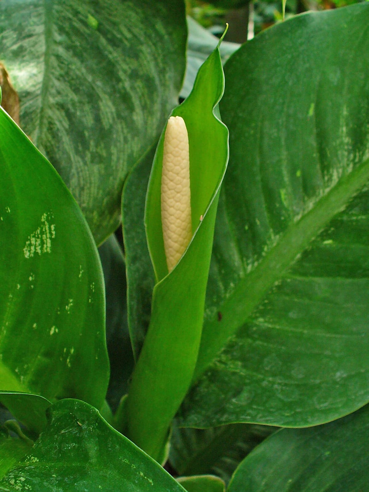 Blüte einer Dieffenbachia seguine mit cremeweißem Kolben und grünem Hüllblatt