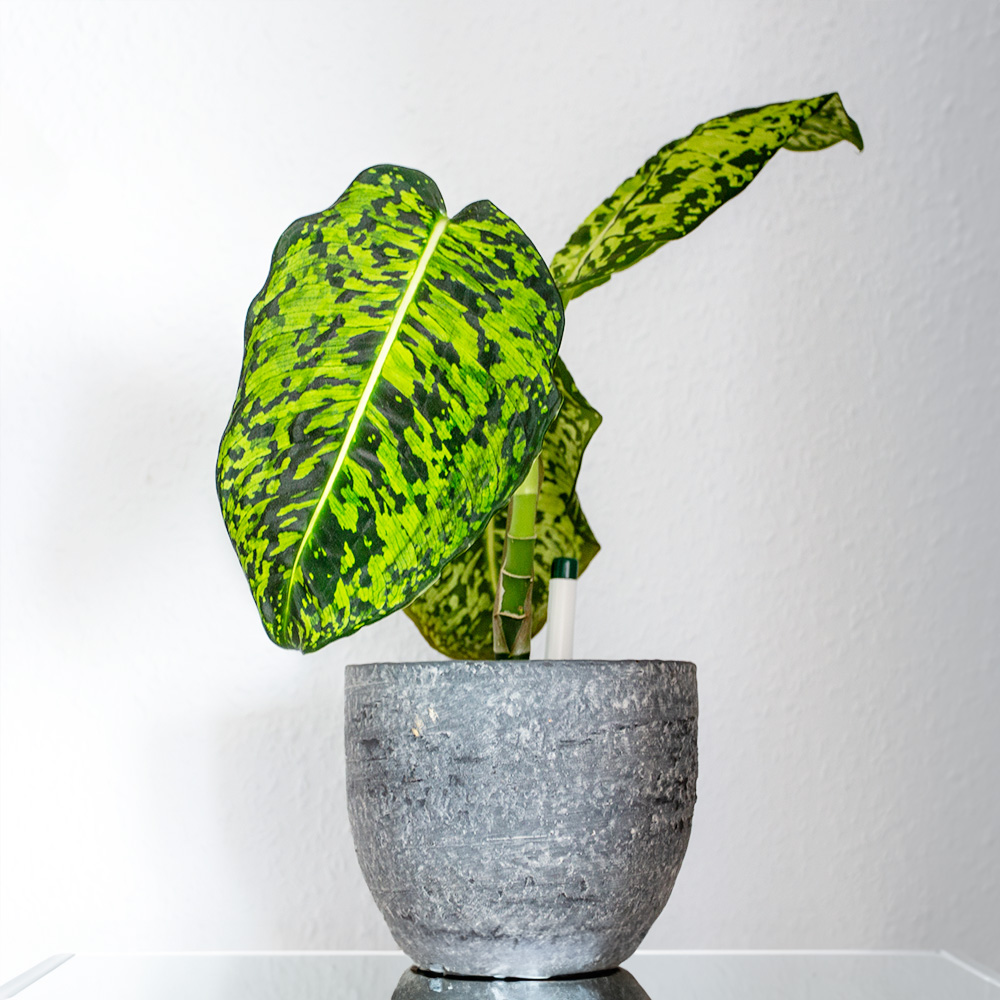 Dieffenbachia