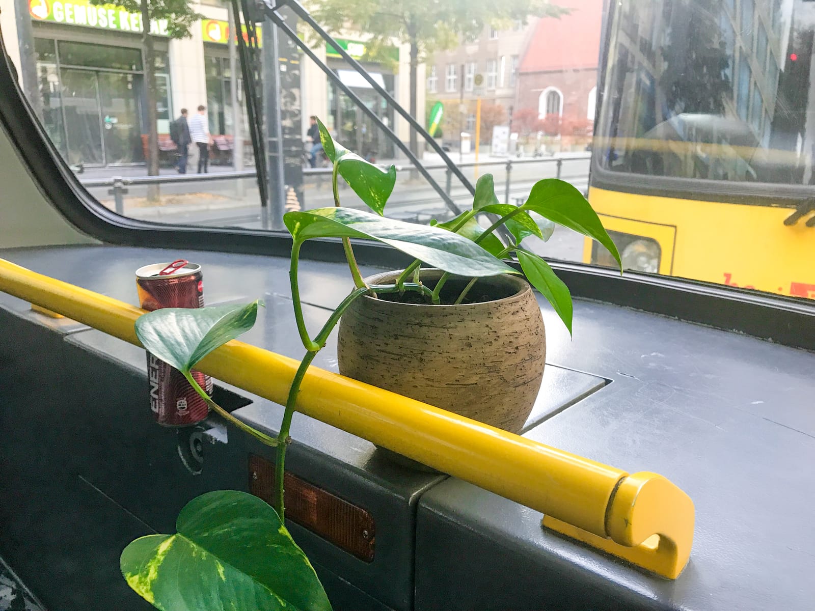 Efeutute im Topf vorne im Oberdeck eines Berliner Doppeldeckerbusses