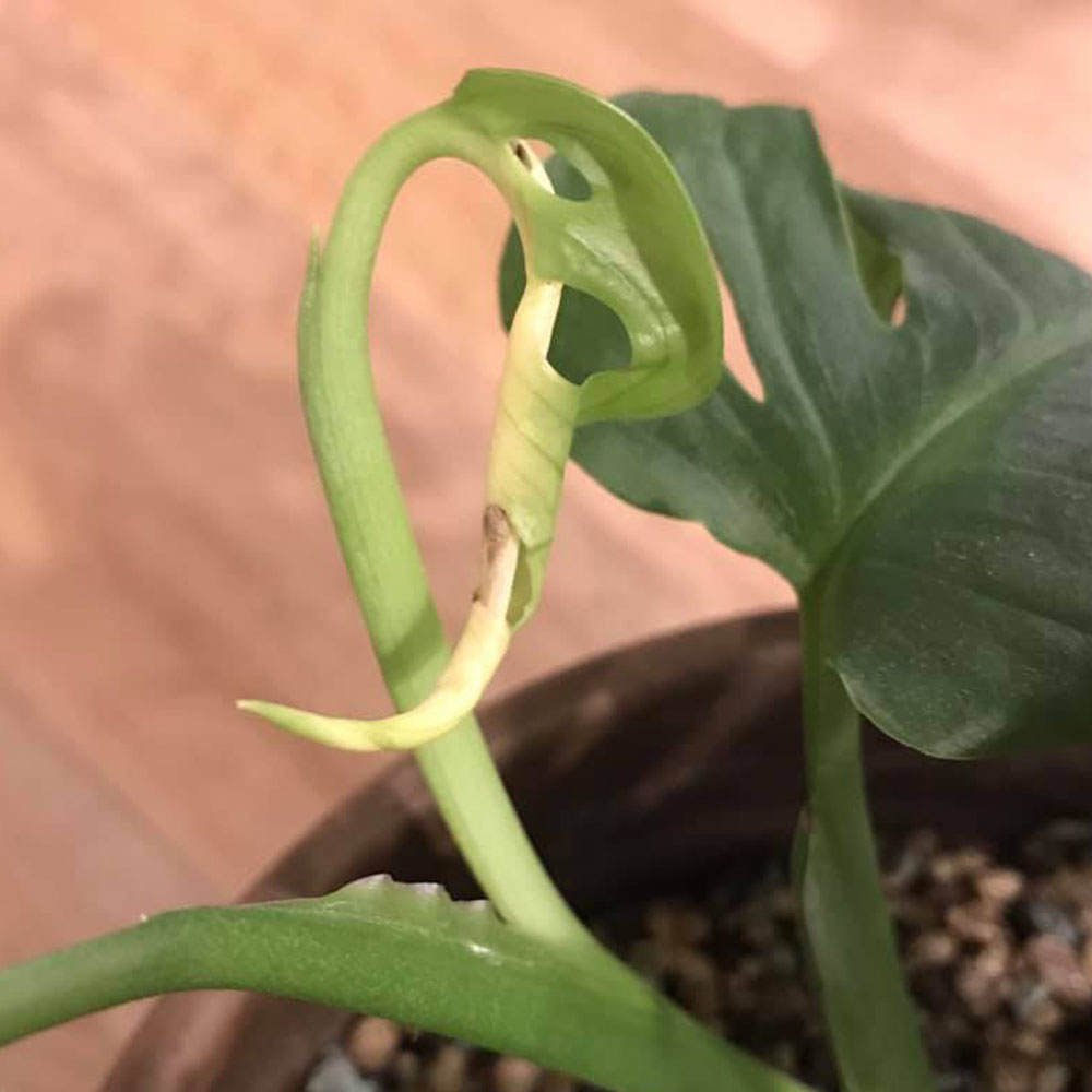 Monstera adansonii düngen