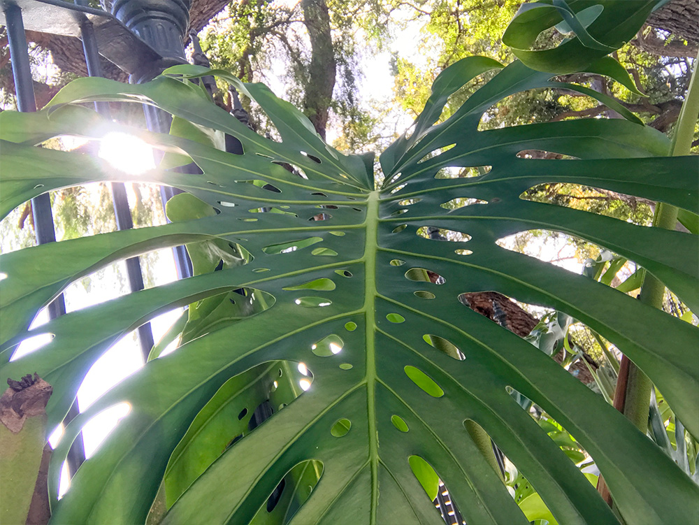 Monstera deliciosa mit Schlitzen und Löchern