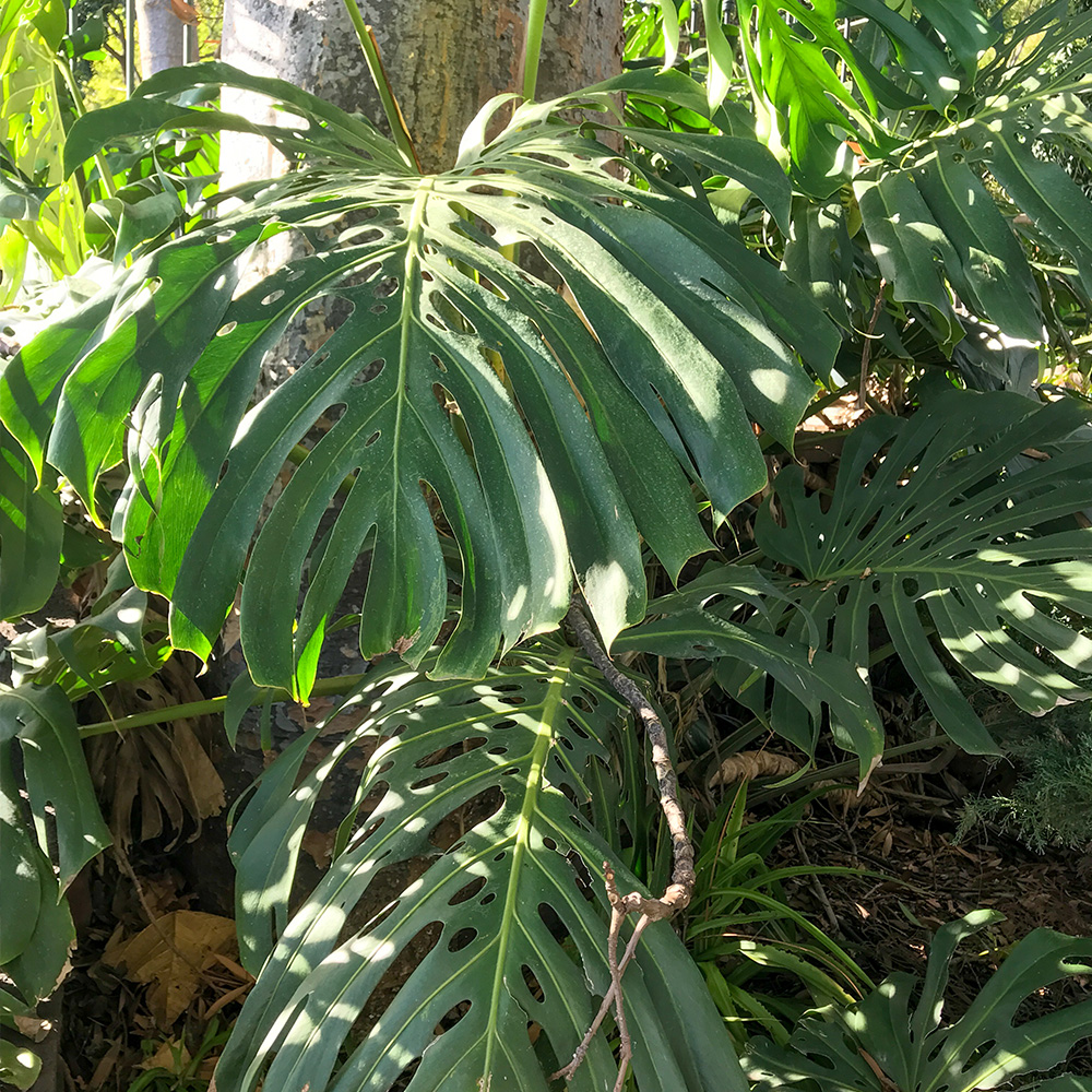 Monstera deliciosa Blätter