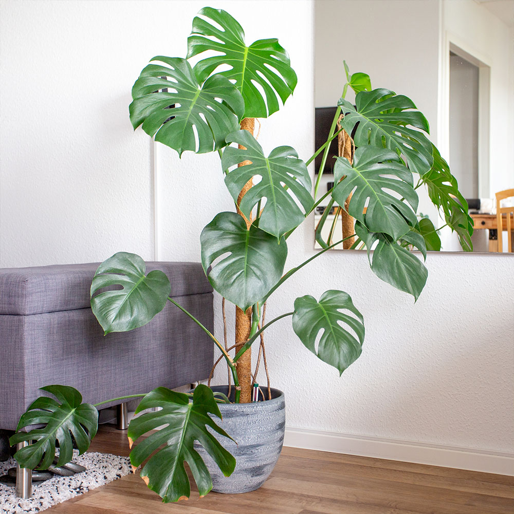 Monstera deliciosa: Köstliches Fensterblatt