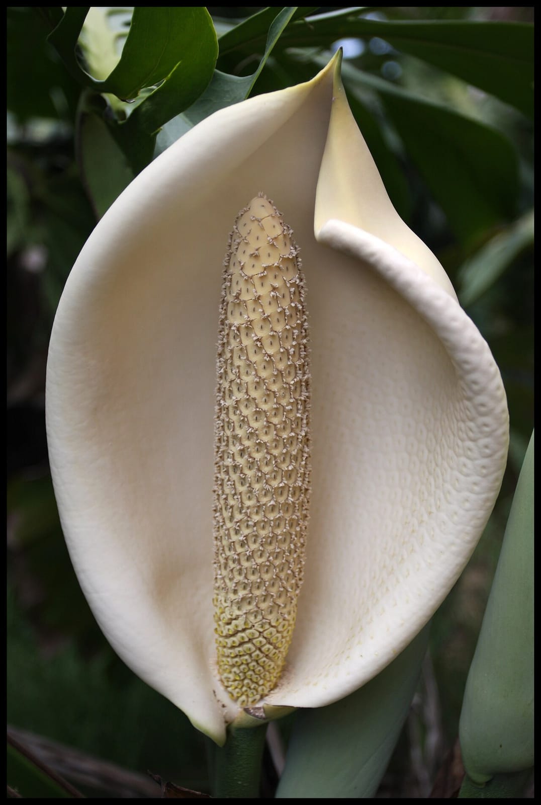Kolbenförmige Frucht einer Monstera deliciosa
