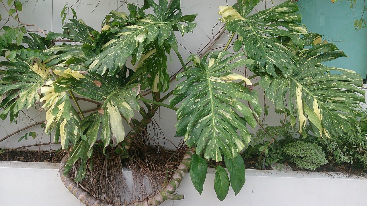 Monstera deliciosa 'Albo Variegata' mit weiß gefleckten Blättern
