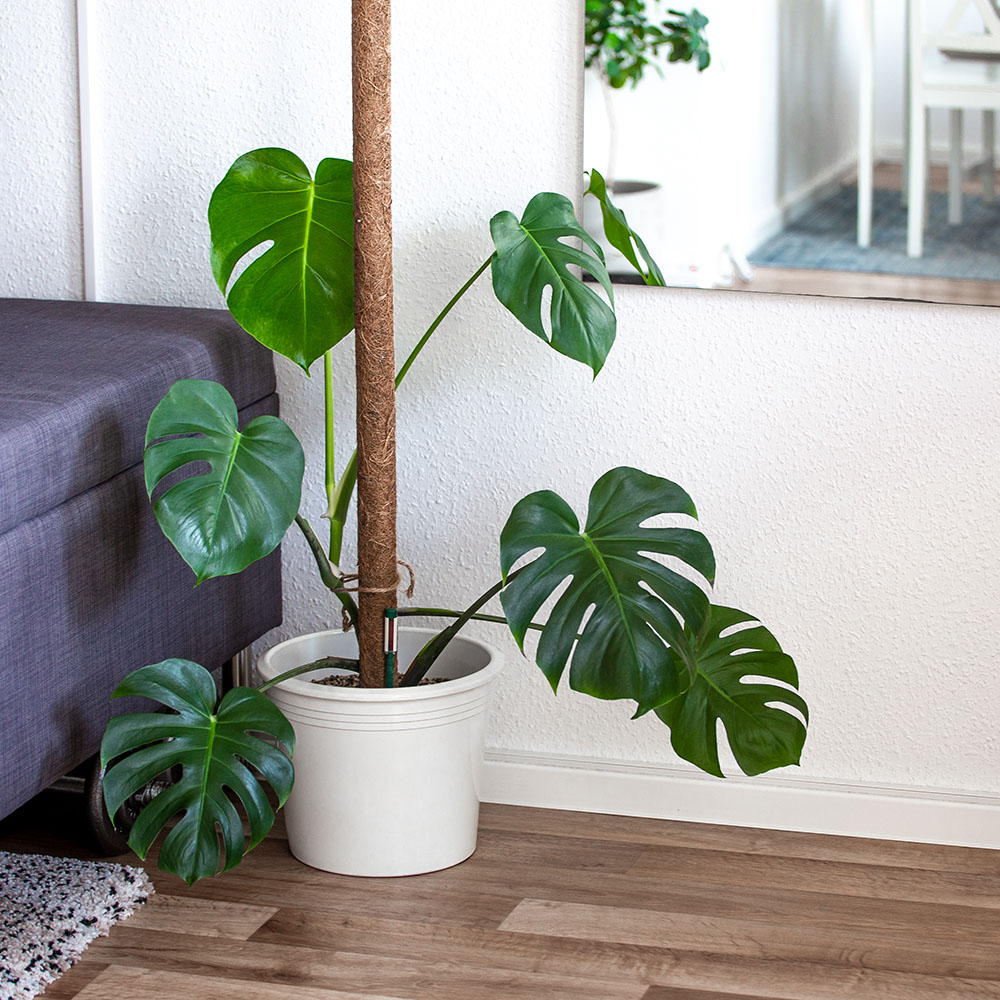 Monstera deliciosa: Köstliches Fensterblatt