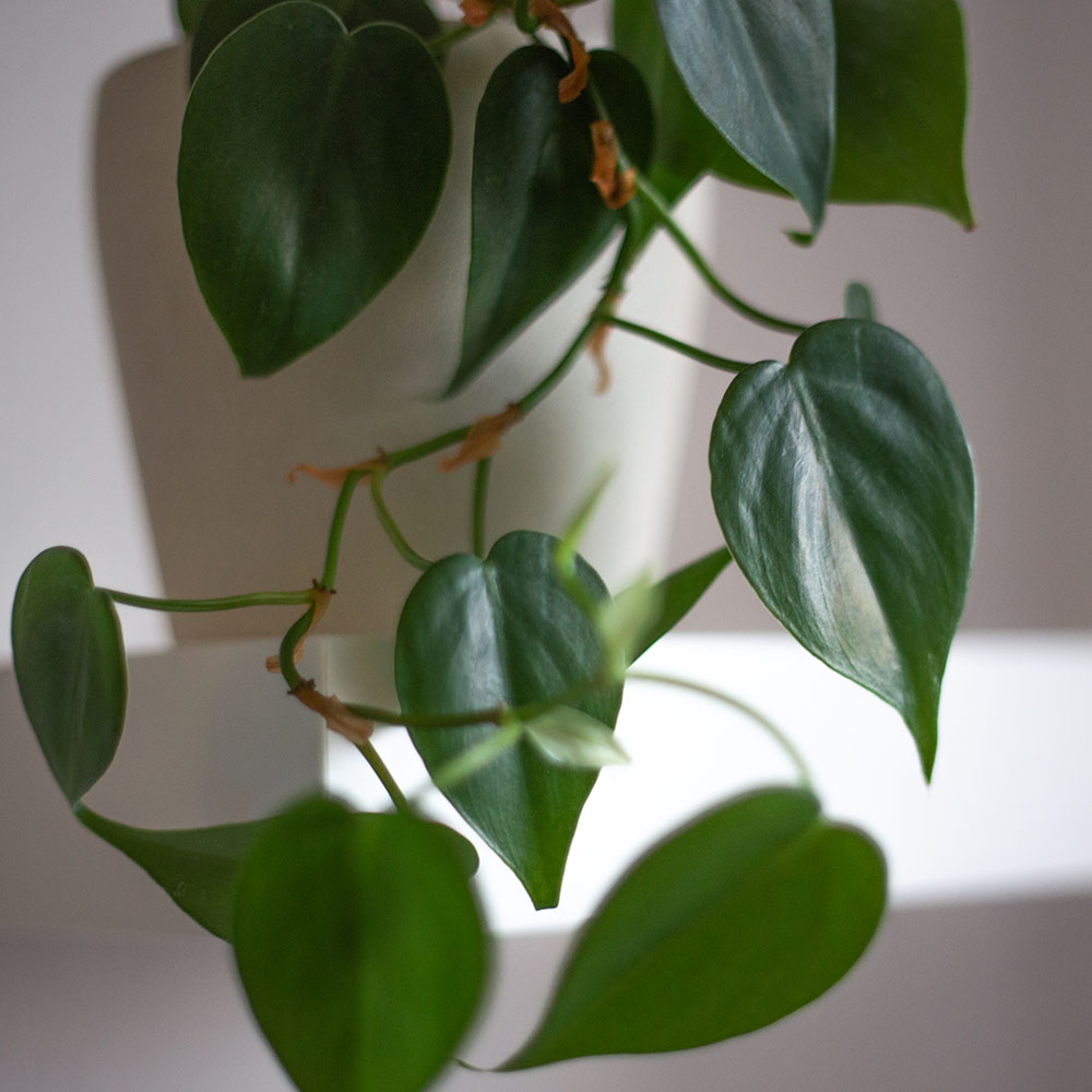 Kletternder Philodendron Blätter