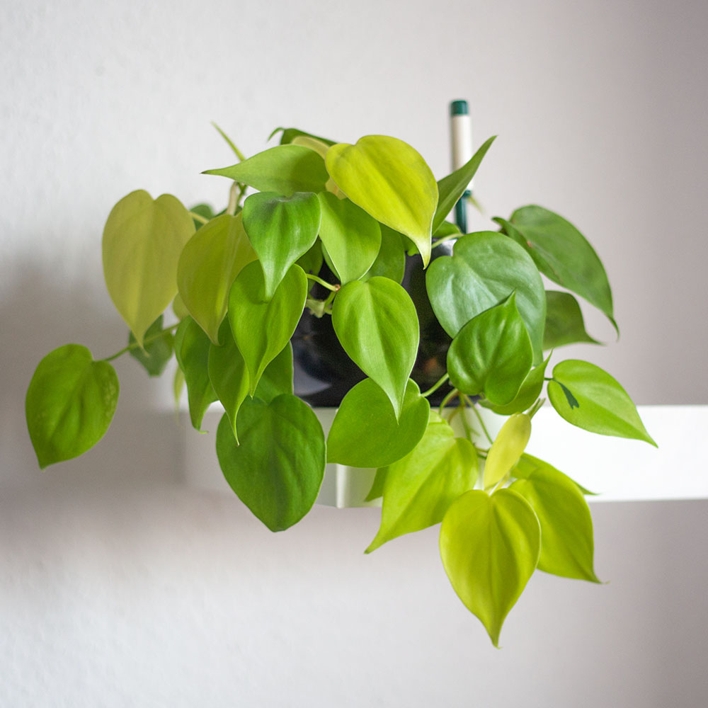 Kletternder Philodendron: Pflege & Eigenschaften