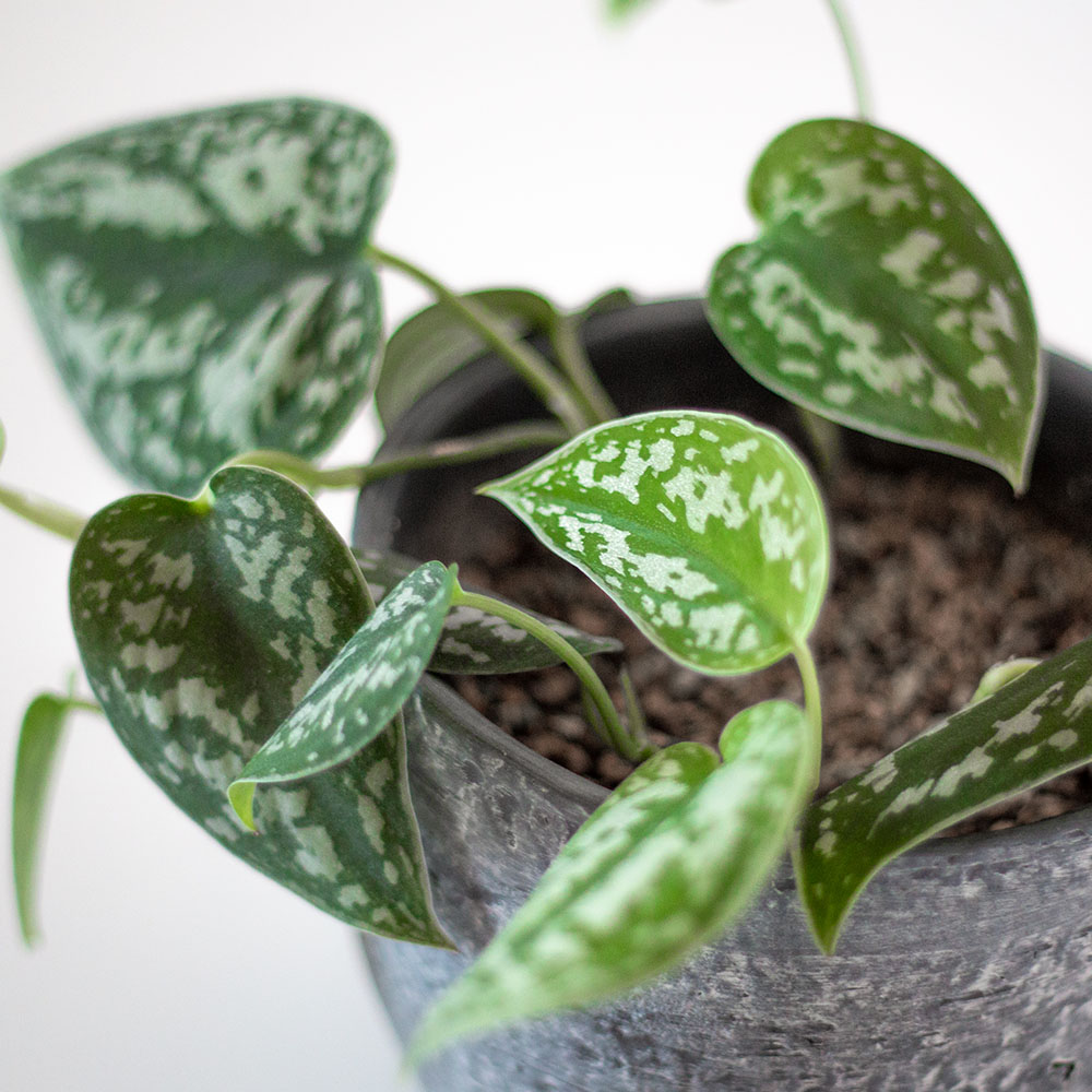 Scindapsus pictus Blätter