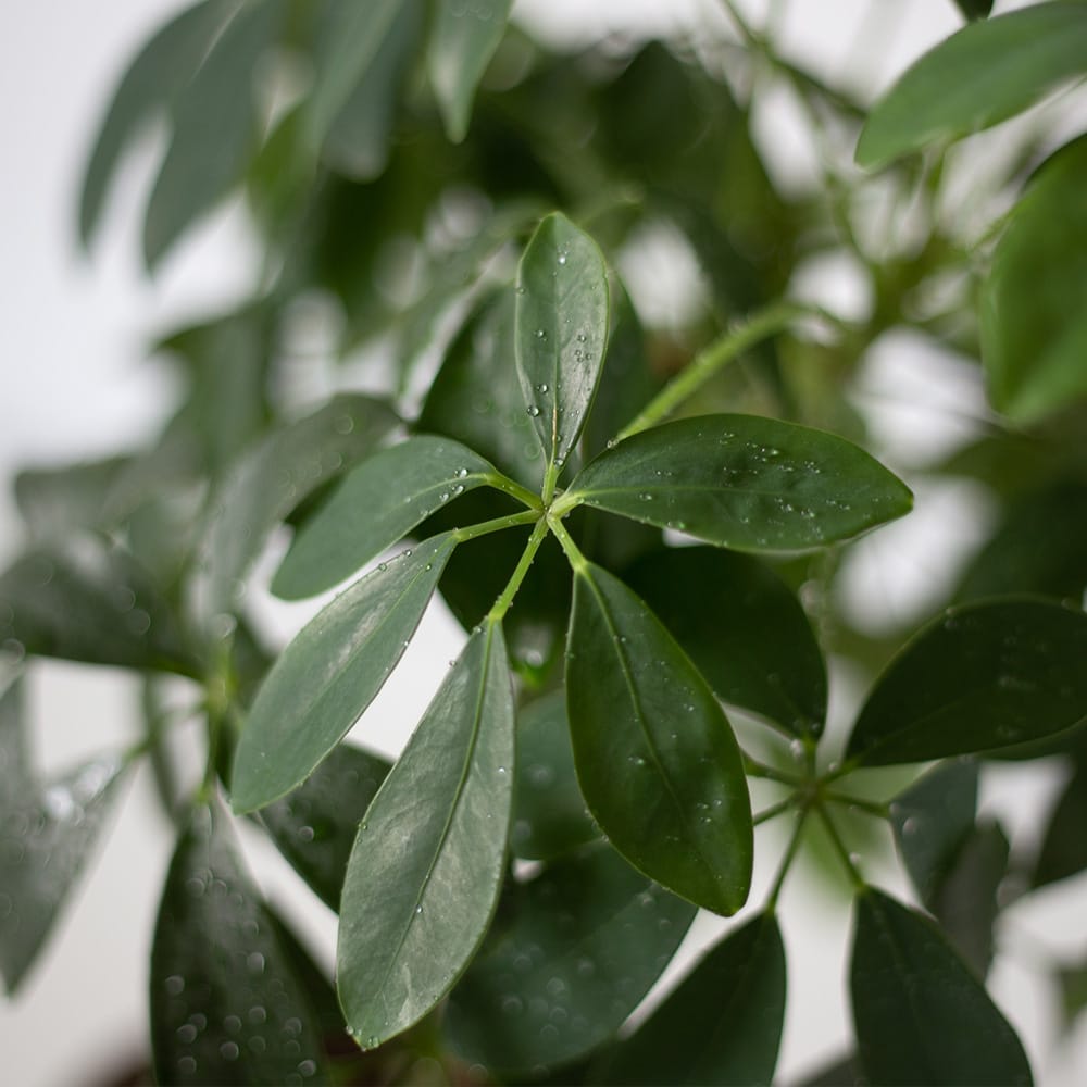 Sternförmig angeordnete Blättchen einer Schefflera arboricola mit Wassertropfen