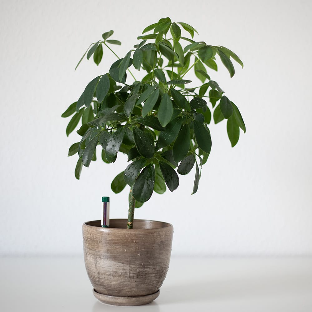 Schefflera arboricola
