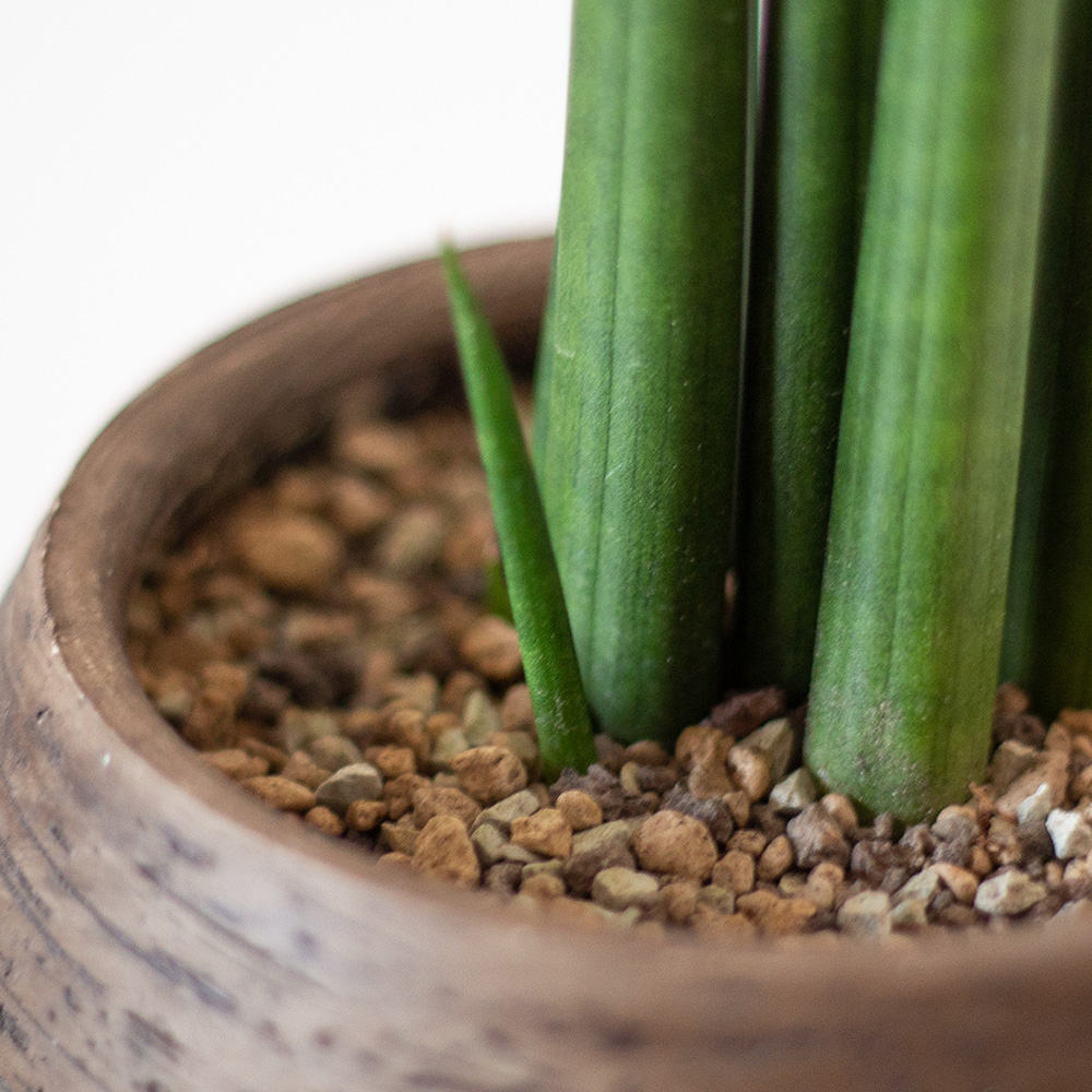 Sansevieria cylindrica Ableger