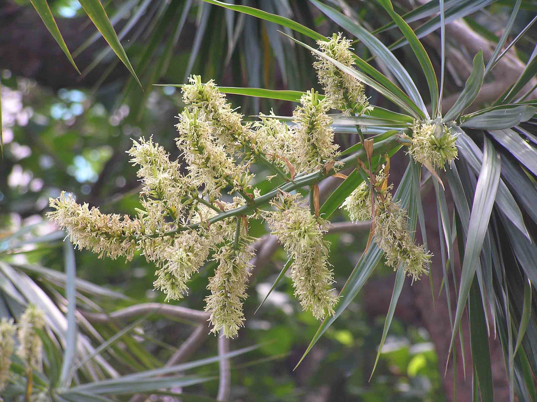 Rispen mit vielen kleinen, cremeweißen Blüten der Dracaena marginata