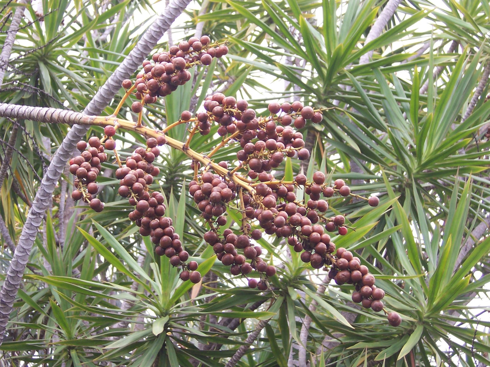 Rispe mit vielen kleinen, runden, rotbraunen Früchten der nah verwandten Dracaena reflexa