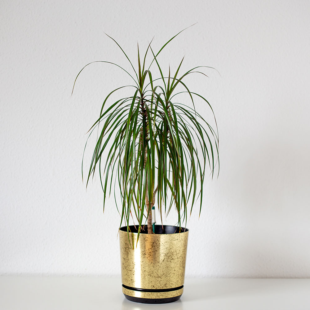 Dracaena marginata (Drachenpalme): Pflege