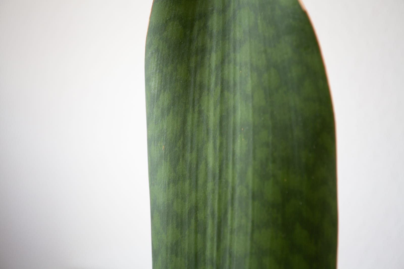 Blatt der Sansevieria masoniana mit hellgrüner Musterung