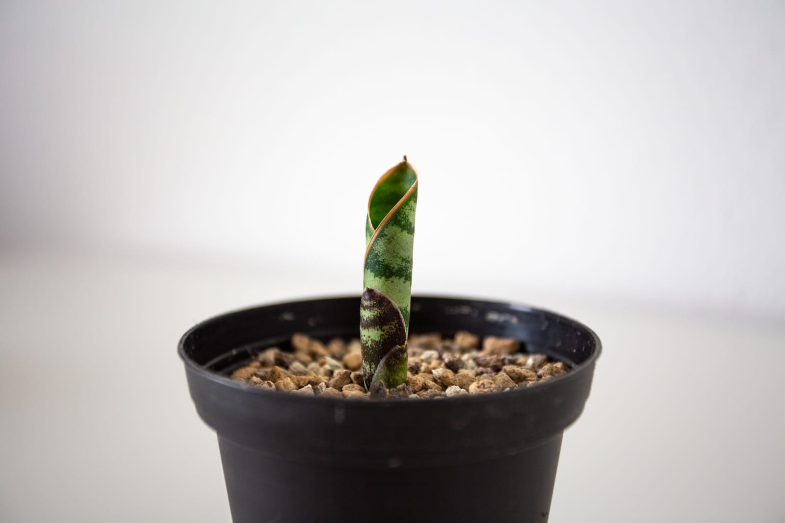 Junger Trieb der Sansevieria masoniana in mineralischem Substrat