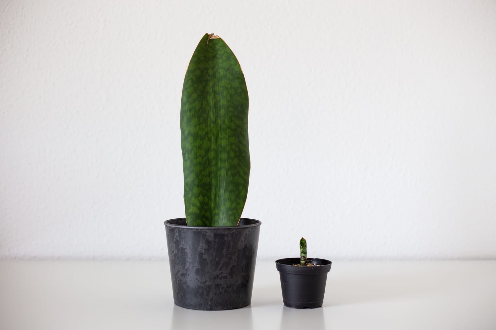 Sansevieria masoniana mit großem Blatt neben einem jungen Ableger