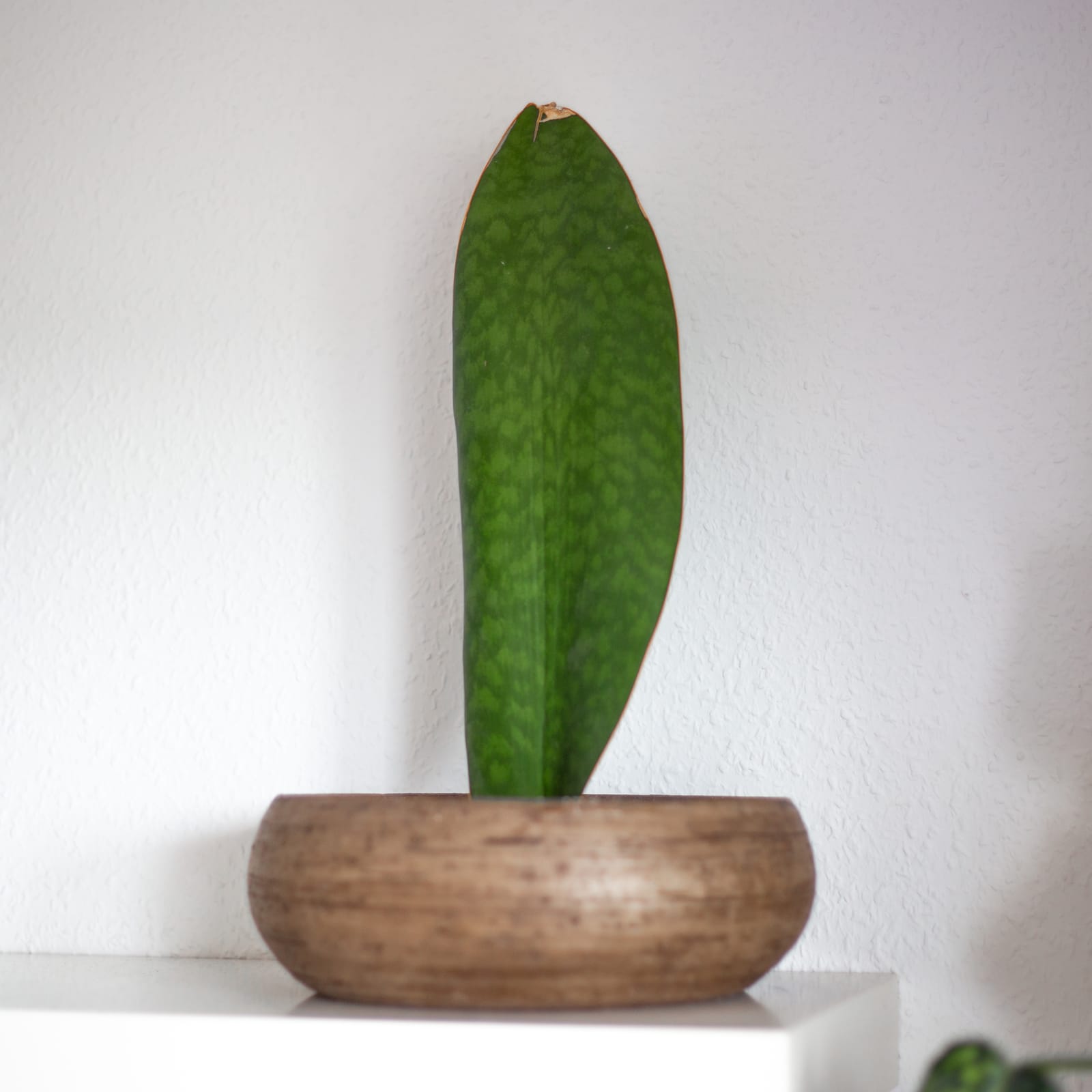 Dracaena masoniana