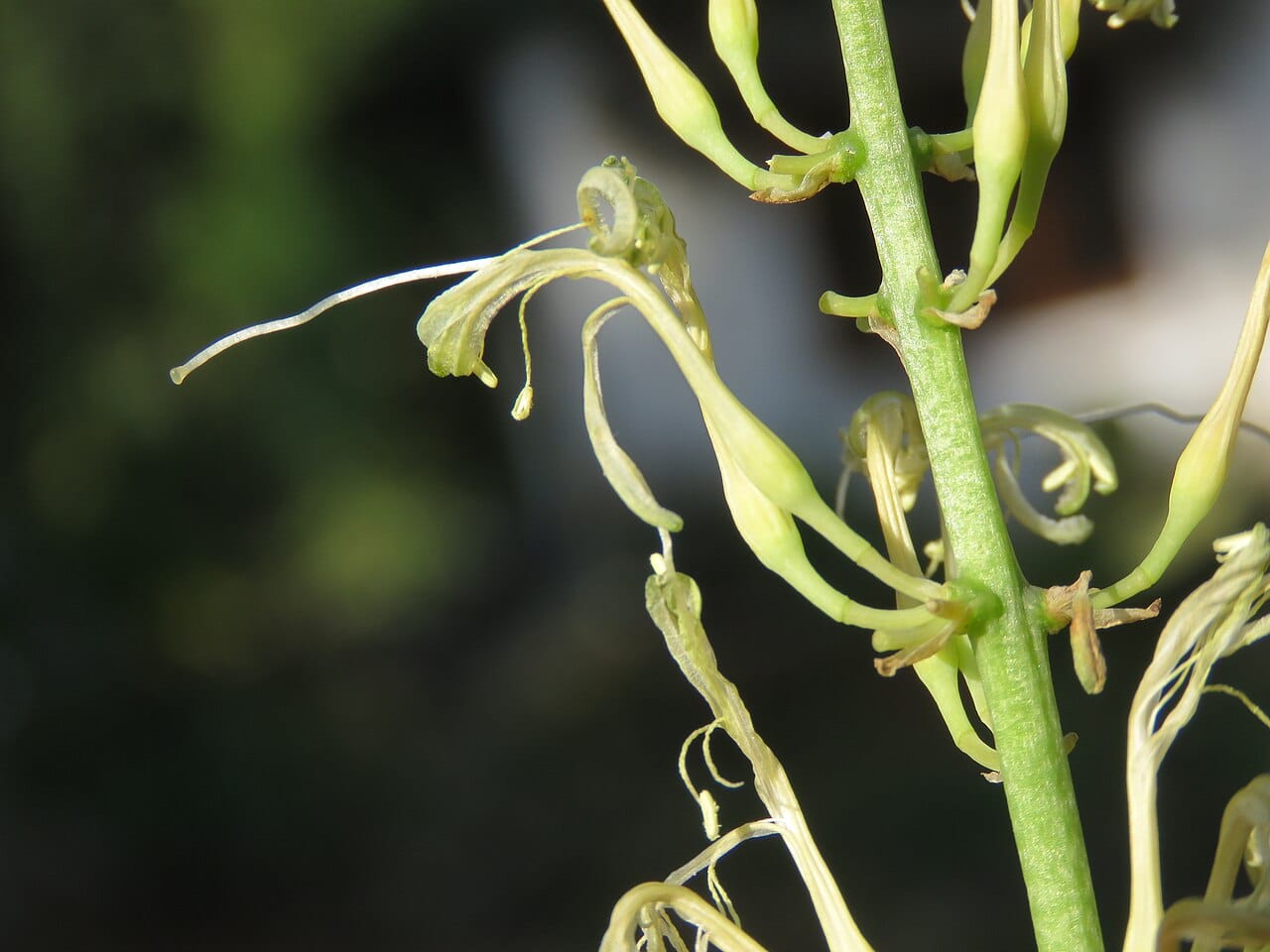 Blütenstand der Schwiegermutterzunge mit schmalen, röhrenförmigen, grünlich-weißen Blüten