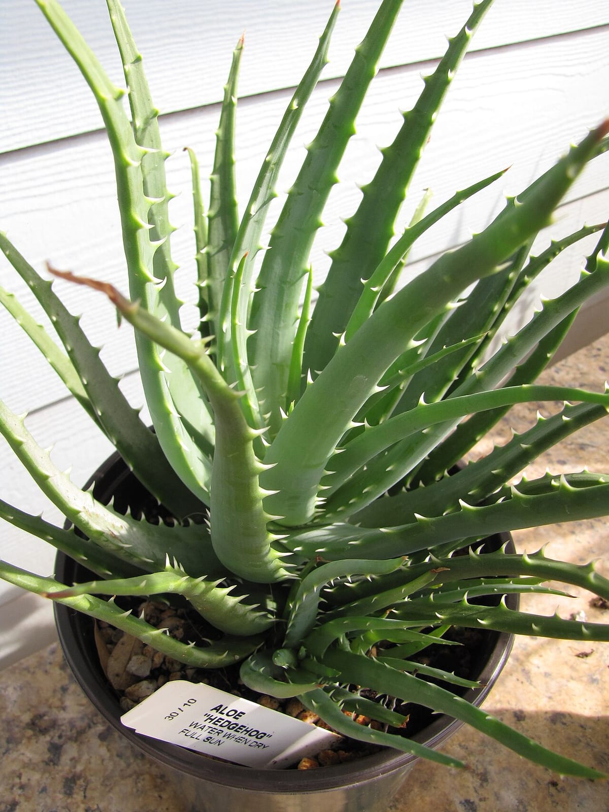 Aloe humilis pflegen