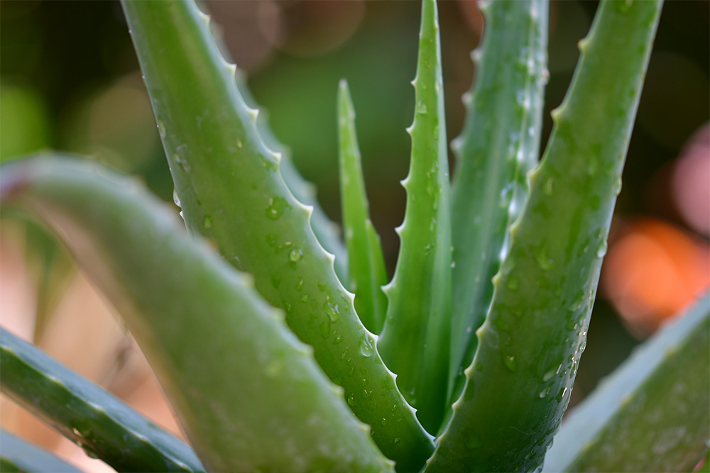 Aloe vera Blätter