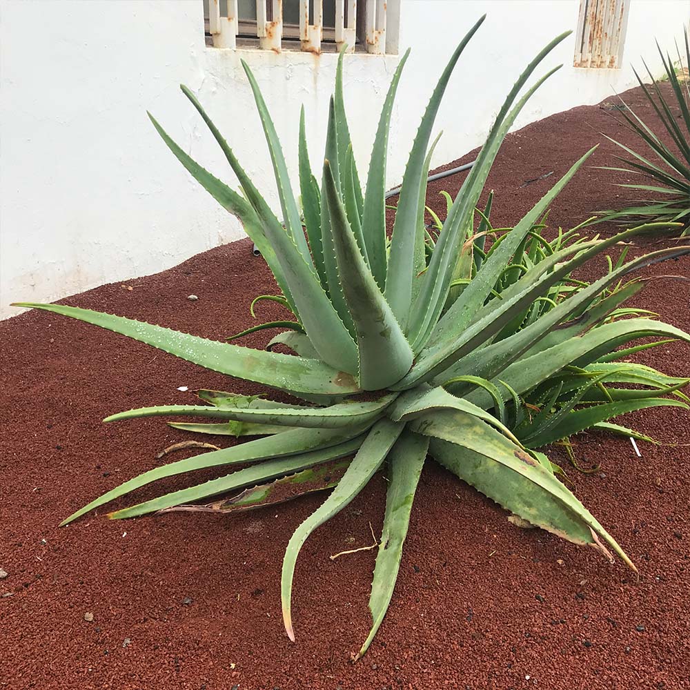 Aloe vera pflegen