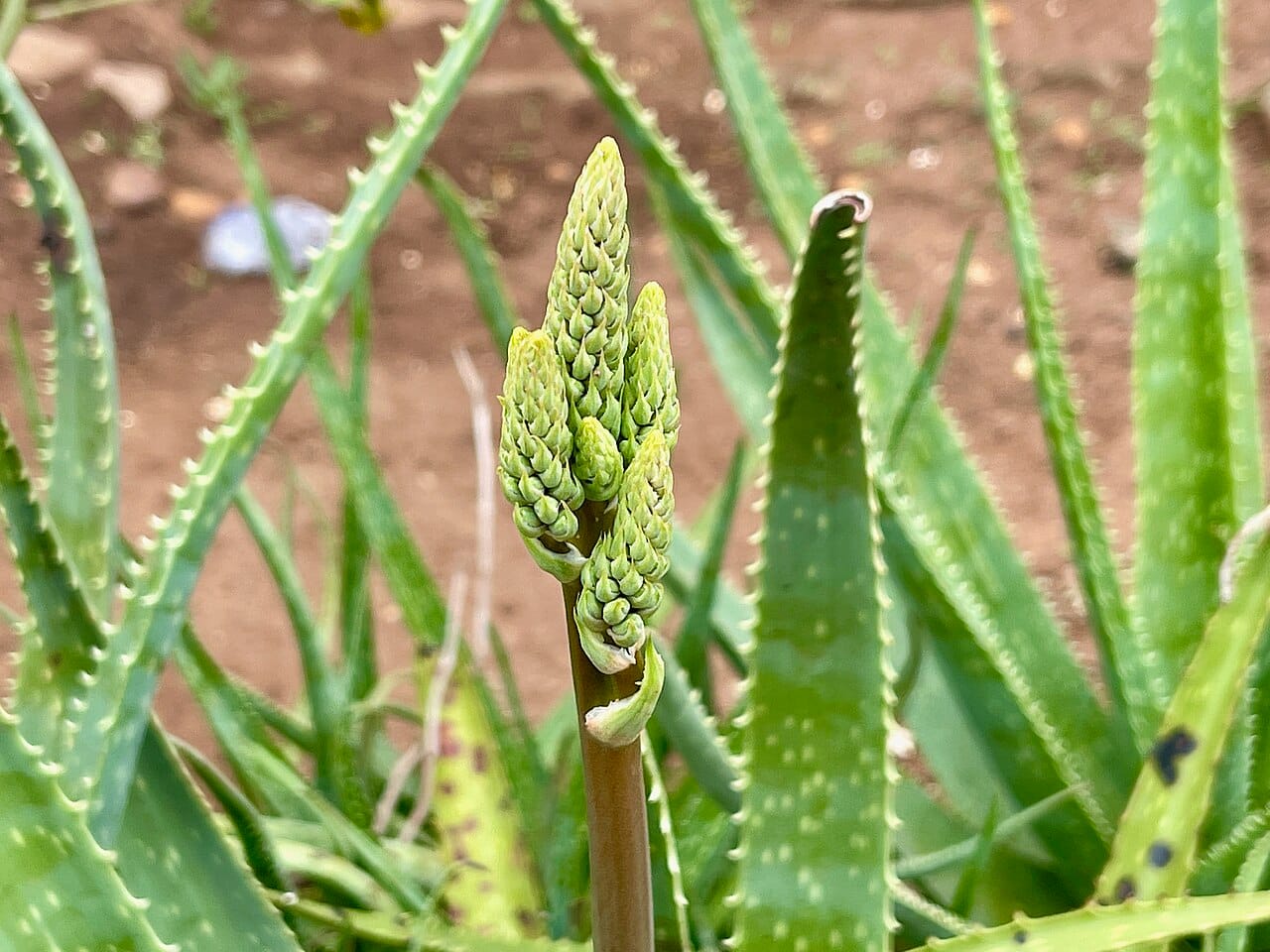 Knospender Blütenstand einer Aloe vera zwischen bedornten Blättern