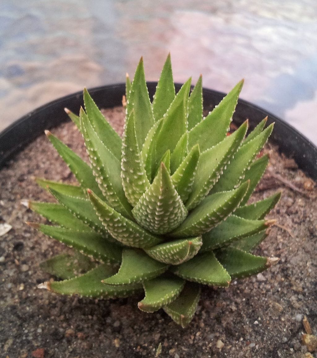 Haworthiopsis fasciata